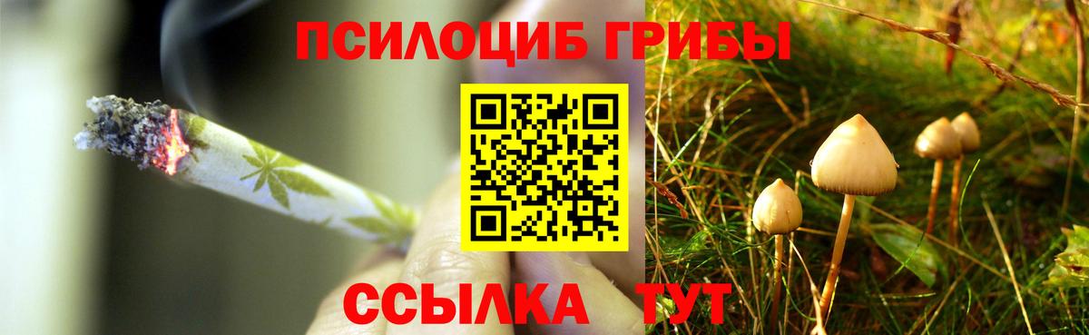 Звенигород  Псилоцибиновые грибы Cubensis  Вход с VPN 